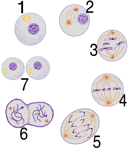 В соматических клетках после митоза. Жизненный цикл митоз мейоз схема. Схема митоза клетки. Митоз рисунок. Митоз задания.